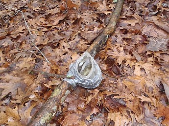 Winter-Hike2012-012.jpg