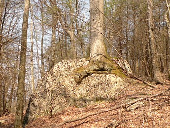 TRIP-121-412.jpg