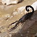 Just having fun, walking down from the old Kasbah of agadir a deadly black scorpion was enjoying the sun on the rocks. Black Scorpion of Morocco