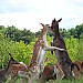 Deer season in Phoenix Park, Dublin, Ireland 100_2671
