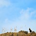 Mountain Goat on Ridge