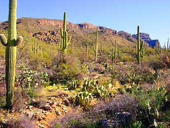 Bear-Canyon-to-Seven-Falls-and-beyond-3-