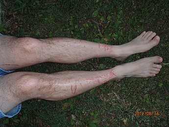 Summer-6-legs-005.jpg