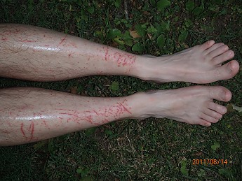 Summer-6-legs-007.jpg