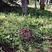 Fallen Nest