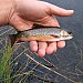 Trout out of high lake