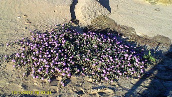 DSCF0785.jpg