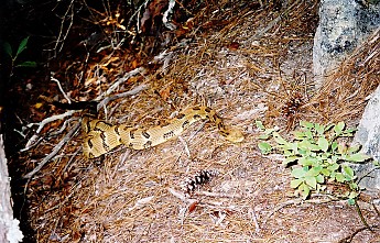 61-5-timber-snake.jpg