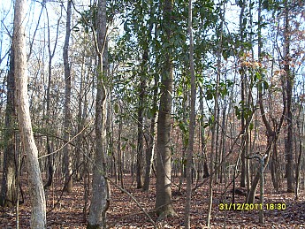 SDC10110.jpg