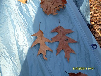SDC10112.jpg
