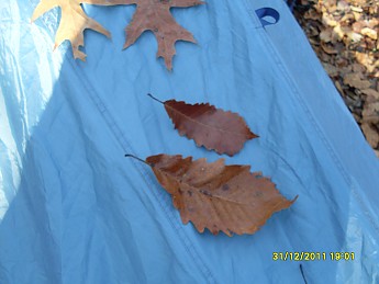 SDC10113.jpg