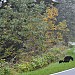 Momma bear with Twins