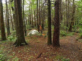 TRIP-125-258.jpg