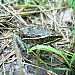 Leopard Frog