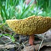 Red Toadstool