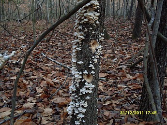 SDC10093.jpg