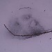 Coyote track with x Tracks