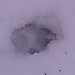 Coyote track with x Tracks