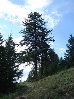 image.jpg