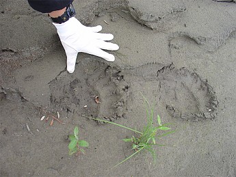 grizzly-print.jpg