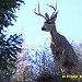 King of the Hill
