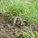 A Pocket Gopher's Smile: Carlsbad Caverns NP, NM