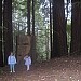 Forest Guardian