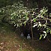 Dark Forest