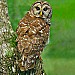 Barred Owl Stare