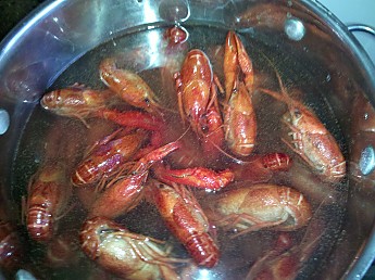 crawdads.jpg