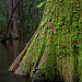 Mossy Cypress Tree