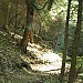 Chestnut mtn loop trail- Tanasi trails