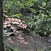 Bald river- Tellico