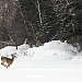 Deer running across a stream in the winter. Running Deer