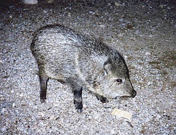 Javelina_02_ed.jpg