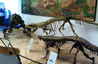 Dinosaurs-of-the-Petrified-Forest-region