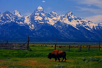 At-home-on-the-range-a-Buffalo-passes-th