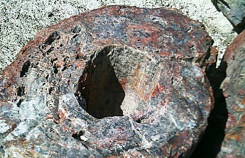 Hollow-petrified-log-section-PFNP.jpg