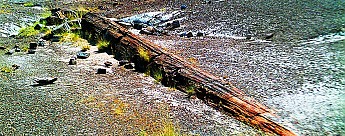 Petrified-log-erodes-from-the-ancient-la