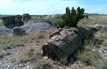 Petrified-log-erodes-from-the-ancient-la