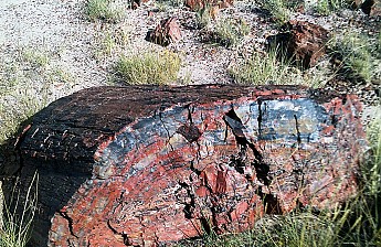 Petrified-log-section-b-PFNP-AZ.jpg
