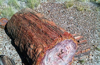 Petrified-log-section-c-PFNP-AZ.jpg