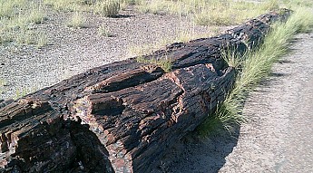 Petrified-log-section-d-PFNP-AZ.jpg