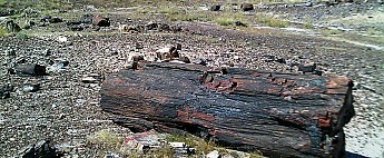Petrified-log-section-e-PFNP-AZ.jpg