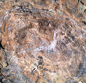 Petrified-log-section-detail-PFNP-AZ.jpg