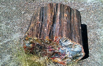 Petrified-log-section-PFNP-AZ.jpg