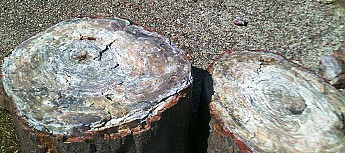Petrified-log-sections-3-PFNP-AZ.jpg
