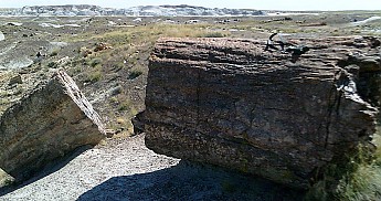 Petrified-log-sections-4-PFNP-AZ.jpg