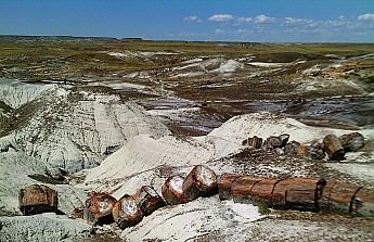Petrified-log-sections-5-PFNP-AZ.jpg