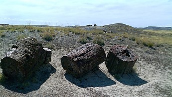 Petrified-log-sections-6-PFNP-AZ.jpg